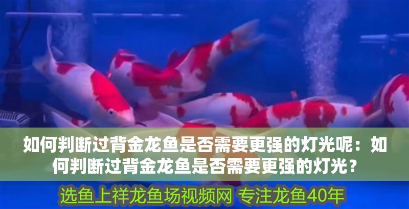 如何判斷過背金龍魚是否需要更強的燈光呢：如何判斷過背金龍魚是否需要更強的燈光？