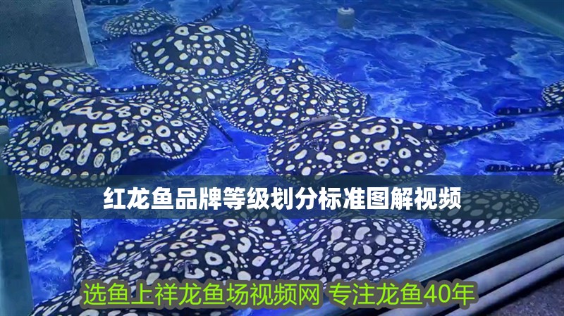 紅龍魚品牌等級(jí)劃分標(biāo)準(zhǔn)圖解視頻 紅龍魚品牌等級(jí)劃分標(biāo)準(zhǔn)圖解視頻 龍魚百科