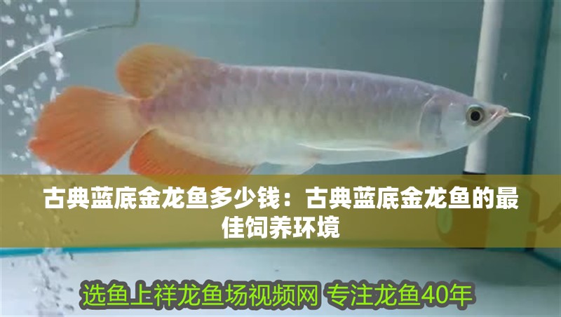 古典藍(lán)底金龍魚多少錢：古典藍(lán)底金龍魚的最佳飼養(yǎng)環(huán)境