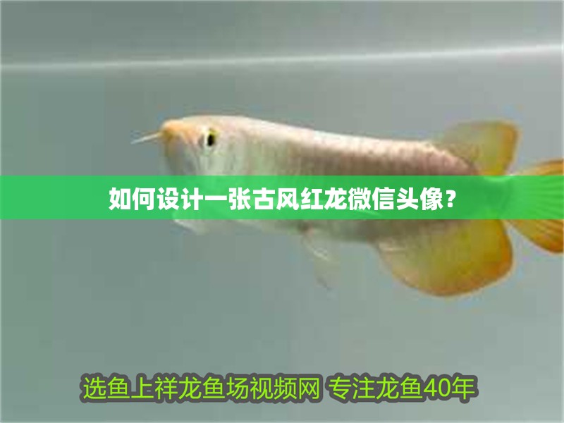 如何設計一張古風紅龍微信頭像？ 如何設計一張古風紅龍微信頭像？ 龍魚百科