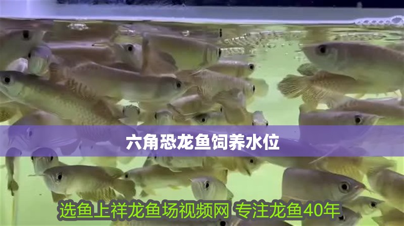六角恐龍魚飼養(yǎng)水位