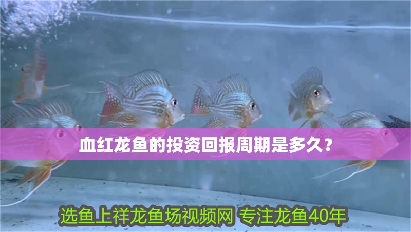 血紅龍魚的投資回報周期是多久？