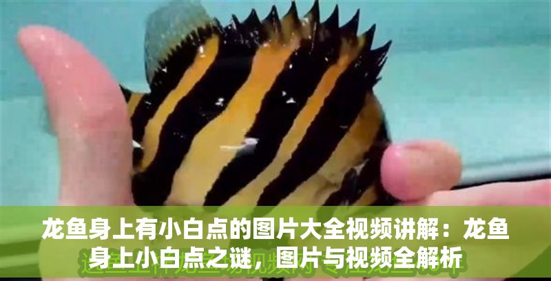 龍魚身上有小白點的圖片大全視頻講解：龍魚身上小白點之謎，圖片與視頻全解析