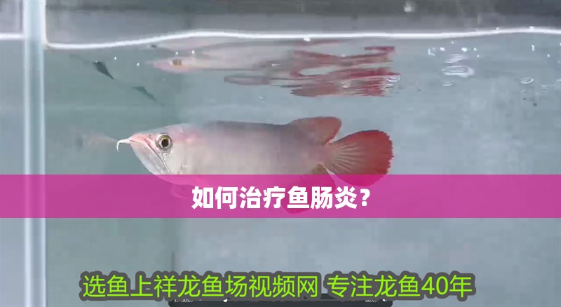 如何治療魚腸炎？