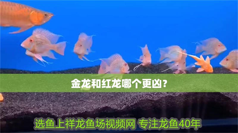 金龍和紅龍哪個更兇？
