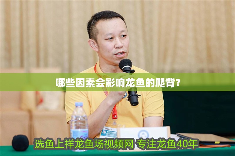 哪些因素會影響龍魚的爬背？ 哪些因素會影響龍魚的爬背？ 龍魚百科