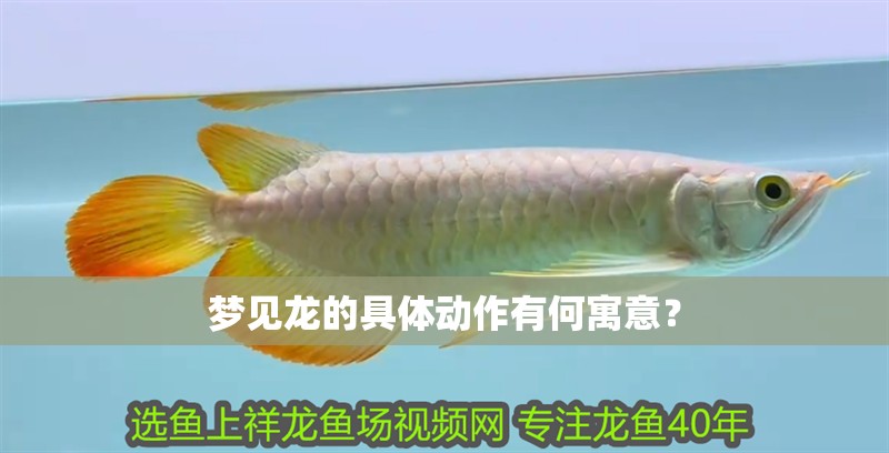 夢見龍的具體動作有何寓意？