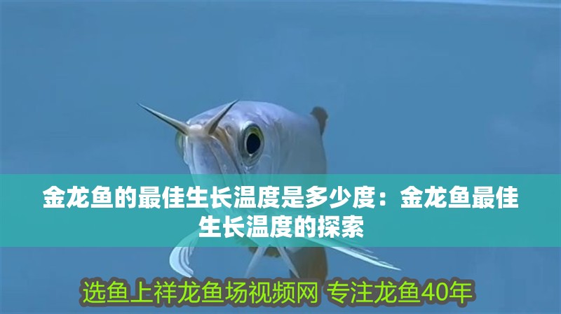 金龍魚的最佳生長溫度是多少度：金龍魚最佳生長溫度的探索