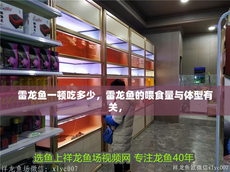 雷龍魚一頓吃多少，雷龍魚的喂食量與體型有關，