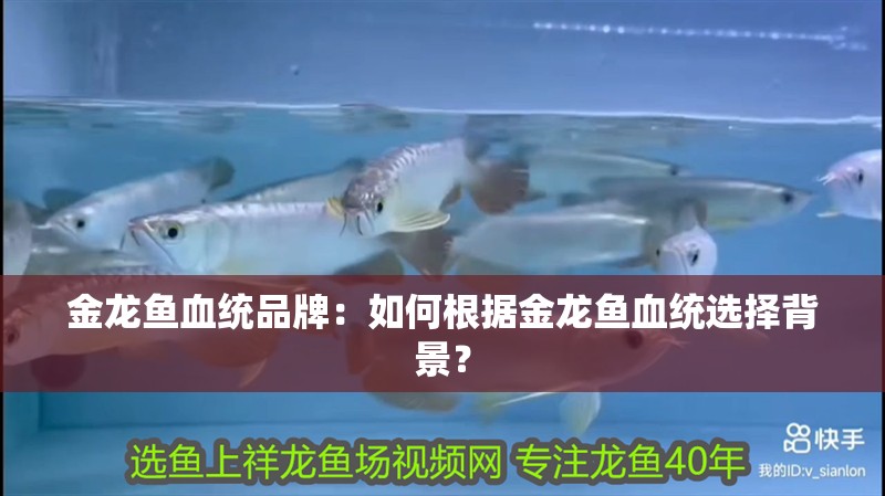 金龍魚血統品牌：如何根據金龍魚血統選擇背景？