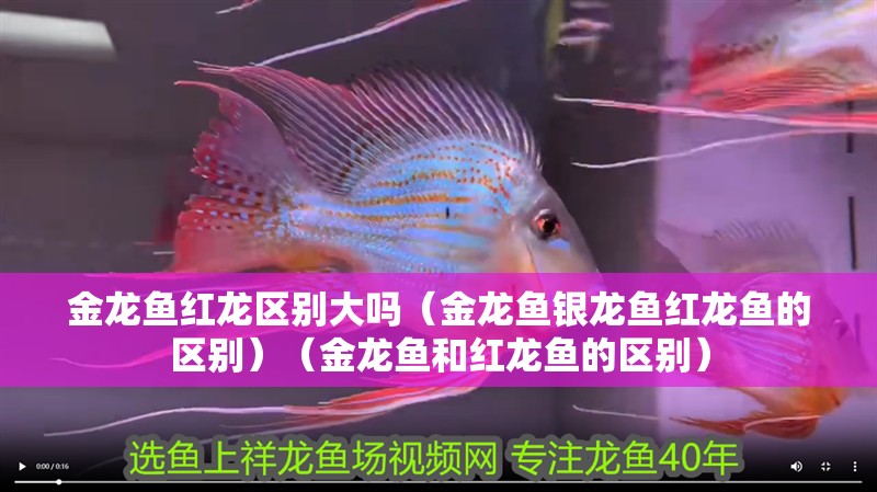 魚缸用增氧泵價格是多少:魚缸增氧機(jī)-xtrac增氧機(jī)-xtrac增氧機(jī) 金龍魚紅龍區(qū)別大嗎(金龍魚銀龍魚紅龍魚的區(qū)別)(金龍魚和紅龍魚的區(qū)別) 銀龍魚百科 金龍魚紅龍區(qū)別大嗎(金龍魚銀龍魚紅龍魚的區(qū)別)(金龍魚和紅龍魚的區(qū)別) 金龍魚紅龍區(qū)別大嗎(金龍魚銀龍魚紅龍魚的區(qū)別)(金龍魚和紅龍魚的區(qū)別) 銀龍魚百科