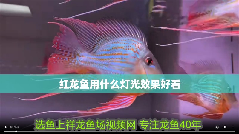 紅龍魚用什么燈光效果好看