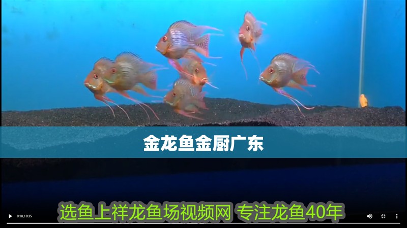 金龍魚金廚廣東