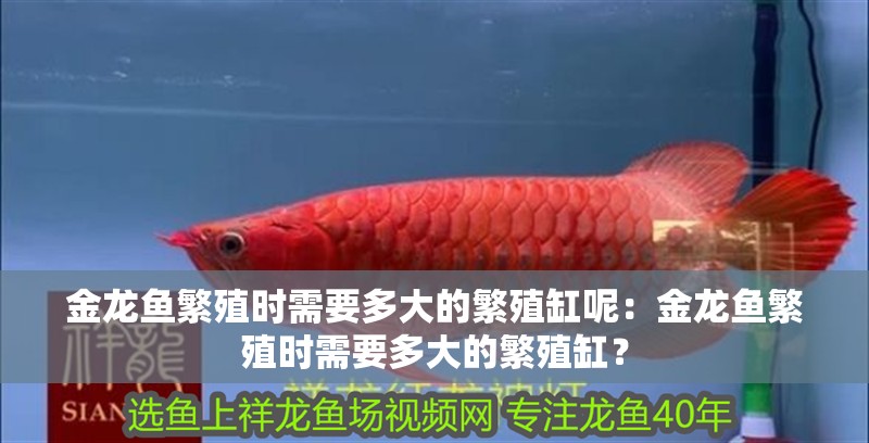 金龍魚繁殖時需要多大的繁殖缸呢：金龍魚繁殖時需要多大的繁殖缸？