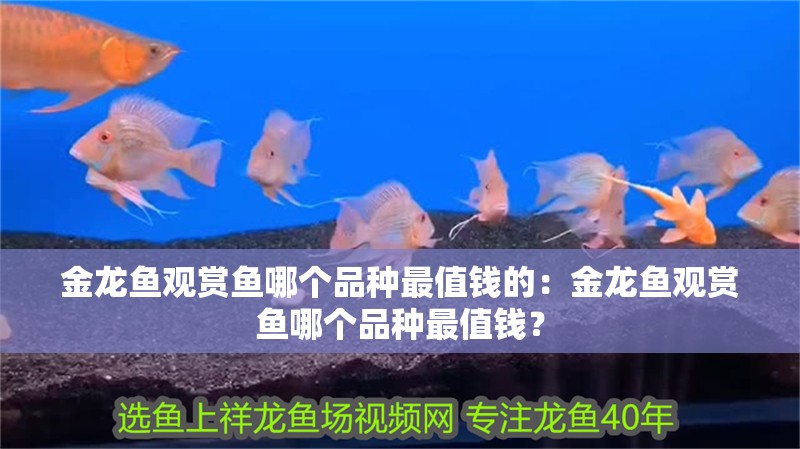 金龍魚觀賞魚哪個(gè)品種最值錢的：金龍魚觀賞魚哪個(gè)品種最值錢？
