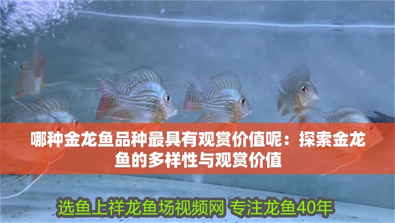 哪種金龍魚品種最具有觀賞價值呢：探索金龍魚的多樣性與觀賞價值 哪種金龍魚品種最具有觀賞價值呢：探索金龍魚的多樣性與觀賞價值 水族問答