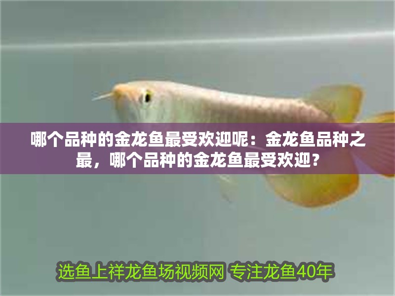 哪個品種的金龍魚最受歡迎呢：金龍魚品種之最，哪個品種的金龍魚最受歡迎？