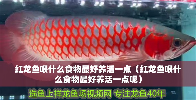 紅龍魚喂什么食物最好養活一點（紅龍魚喂什么食物最好養活一點呢）