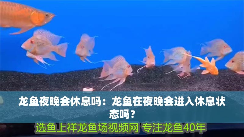 龍魚夜晚會休息嗎：龍魚在夜晚會進(jìn)入休息狀態(tài)嗎？