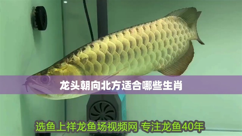 龍頭朝向北方適合哪些生肖