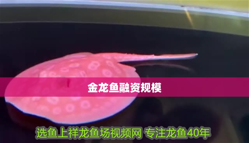 金龍魚融資規模