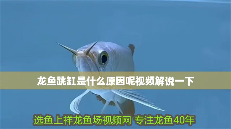 龍魚跳缸是什么原因呢視頻解說一下 龍魚跳缸是什么原因呢視頻解說一下 龍魚百科