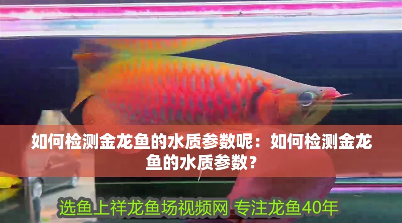 如何檢測金龍魚的水質參數呢：如何檢測金龍魚的水質參數？