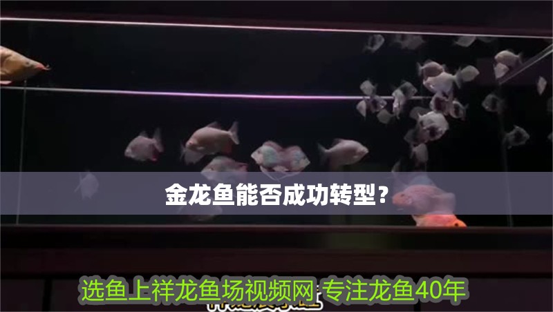 金龍魚能否成功轉(zhuǎn)型？