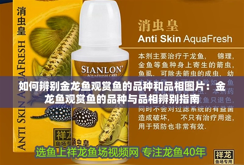 如何辨別金龍魚觀賞魚的品種和品相圖片：金龍魚觀賞魚的品種與品相辨別指南