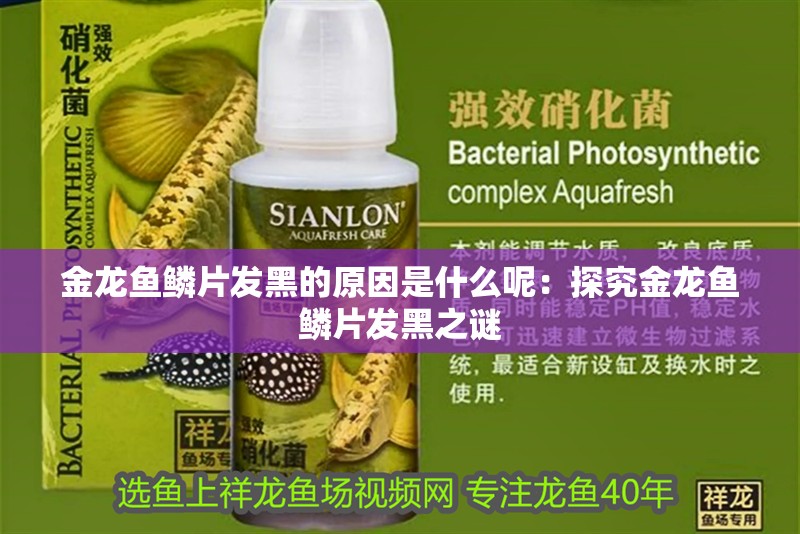 金龍魚鱗片發黑的原因是什么呢：探究金龍魚鱗片發黑之謎