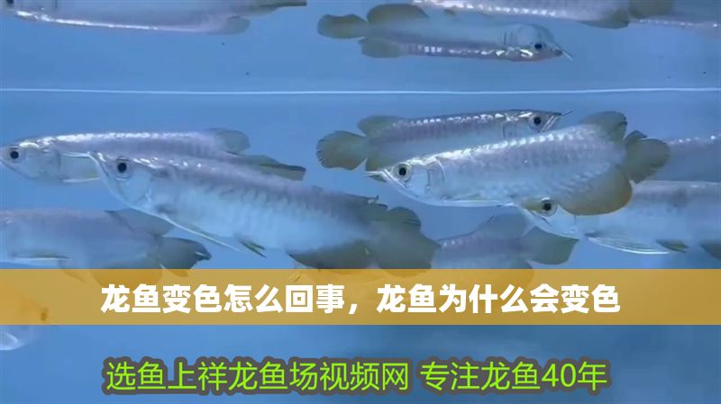 龍魚變色怎么回事，龍魚為什么會(huì)變色