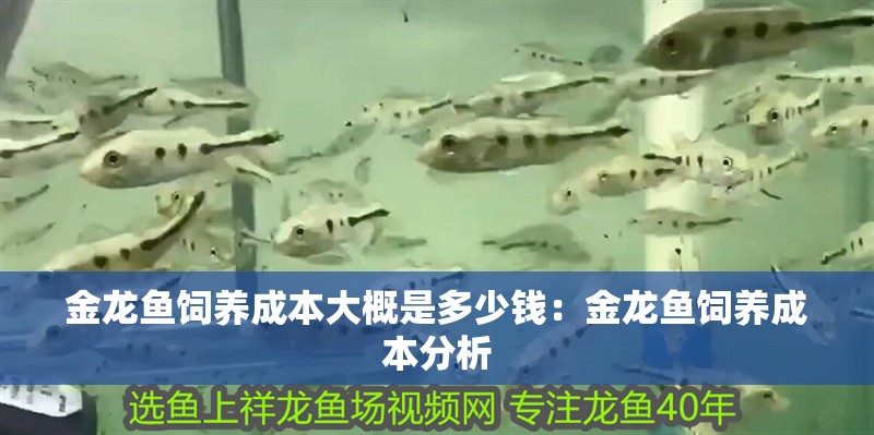 金龍魚飼養成本大概是多少錢：金龍魚飼養成本分析