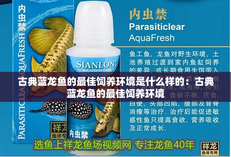 古典藍(lán)龍魚的最佳飼養(yǎng)環(huán)境是什么樣的：古典藍(lán)龍魚的最佳飼養(yǎng)環(huán)境