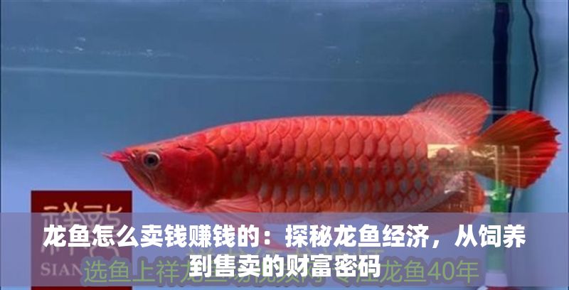 龍魚怎么賣錢賺錢的：探秘龍魚經濟，從飼養到售賣的財富密碼