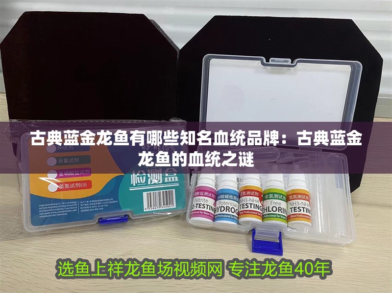 古典藍金龍魚有哪些知名血統品牌：古典藍金龍魚的血統之謎
