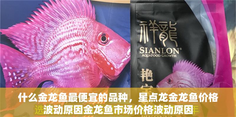 什么金龍魚最便宜的品種，星點龍金龍魚價格波動原因金龍魚市場價格波動原因