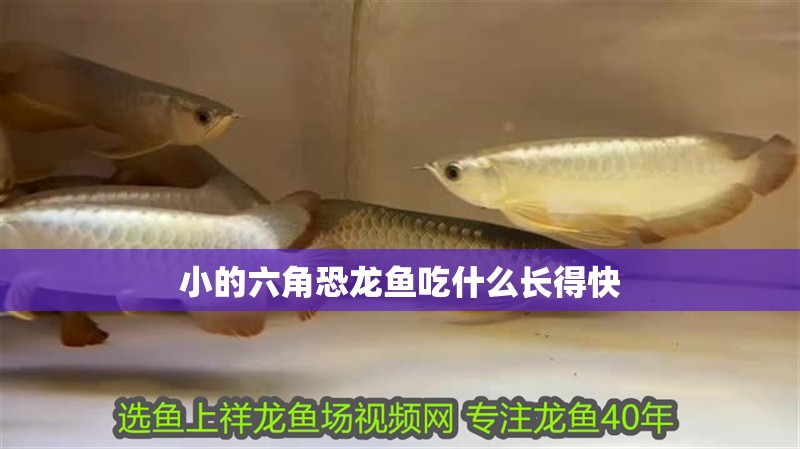 小的六角恐龍魚吃什么長得快