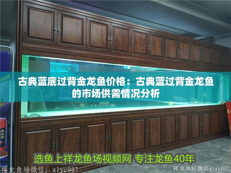 古典藍底過背金龍魚價格：古典藍過背金龍魚的市場供需情況分析 古典藍底過背金龍魚價格：古典藍過背金龍魚的市場供需情況分析 水族問答