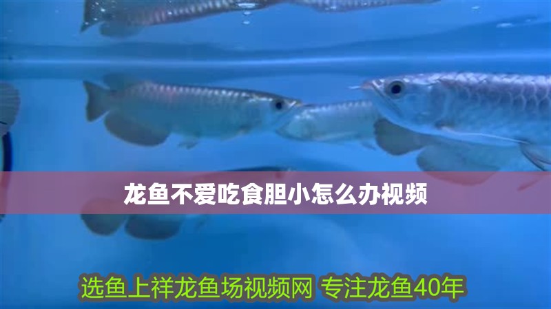 龍魚不愛吃食膽小怎么辦視頻