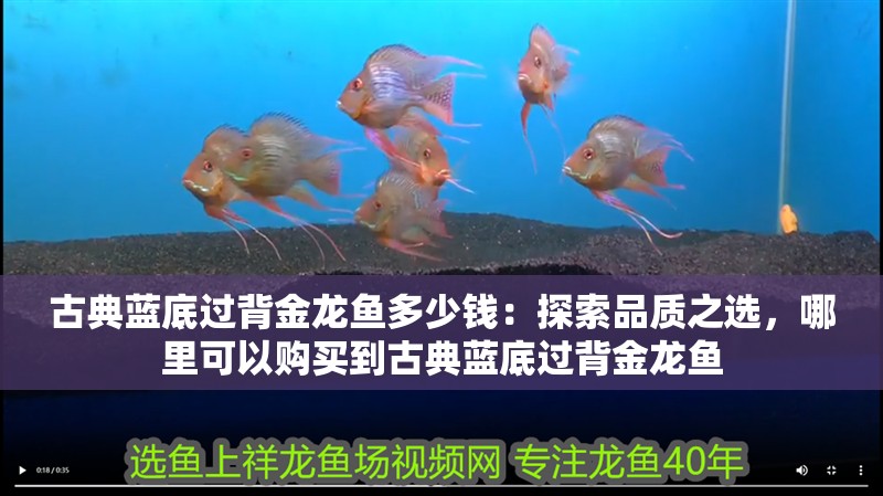 古典藍(lán)底過(guò)背金龍魚(yú)多少錢(qián)：探索品質(zhì)之選，哪里可以購(gòu)買(mǎi)到古典藍(lán)底過(guò)背金龍魚(yú)