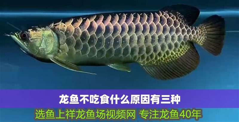 龍魚(yú)不吃食什么原因有三種 龍魚(yú)不吃食什么原因有三種 龍魚(yú)百科 第2張