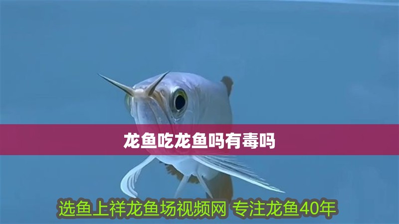 如何鑒別金龍魚(yú)品種和品相的區(qū)別：金龍魚(yú)品種與品相鑒別指南