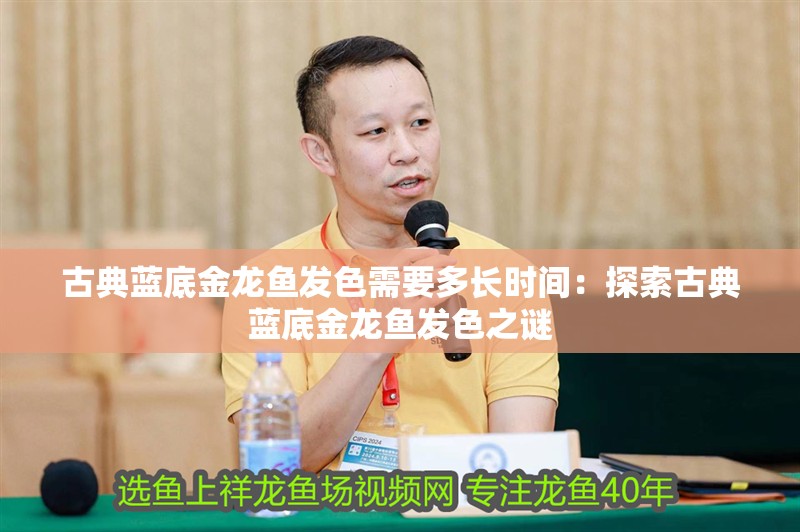 古典藍底金龍魚發色需要多長時間：探索古典藍底金龍魚發色之謎