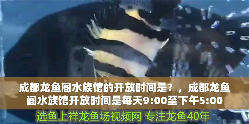成都龍魚閣水族館的開放時間是？，成都龍魚閣水族館開放時間是每天9:00至下午5:00