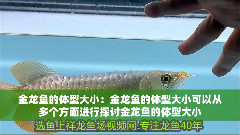 金龍魚的體型大小:金龍魚的體型大小可以從多個方面進行探討金龍魚的體型大小 龍魚百科 第1張 金龍魚的體型大小:金龍魚的體型大小可以從多個方面進行探討金龍魚的體型大小 金龍魚的體型大小:金龍魚的體型大小可以從多個方面進行探討金龍魚的體型大小 龍魚百科 第1張
