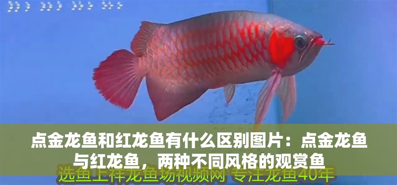 點金龍魚和紅龍魚有什么區別圖片：點金龍魚與紅龍魚，兩種不同風格的觀賞魚