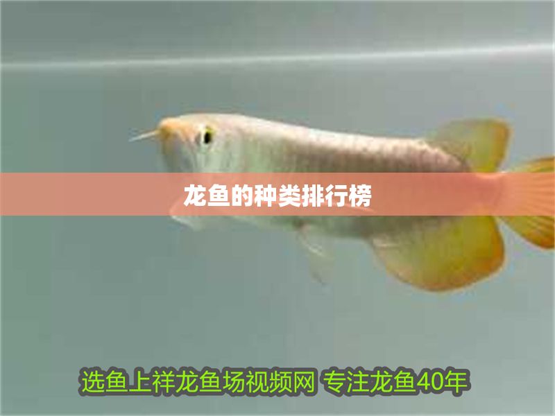 龍魚的種類排行榜