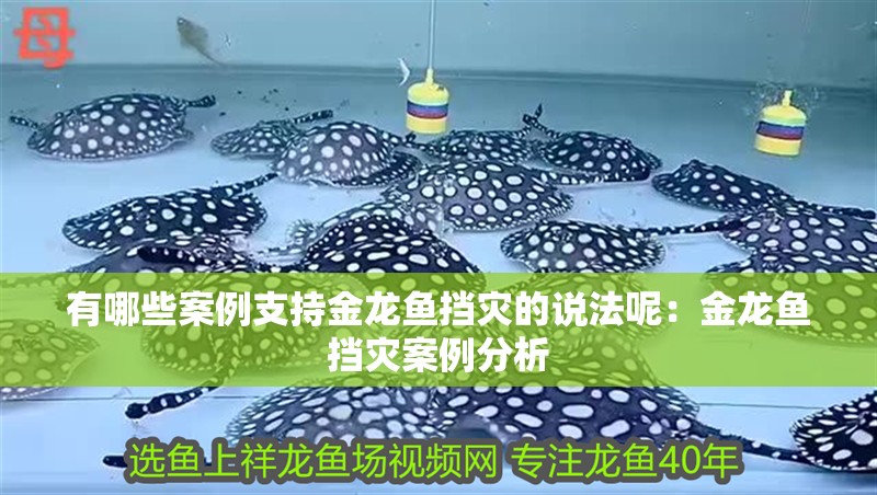 有哪些案例支持金龍魚擋災的說法呢：金龍魚擋災案例分析