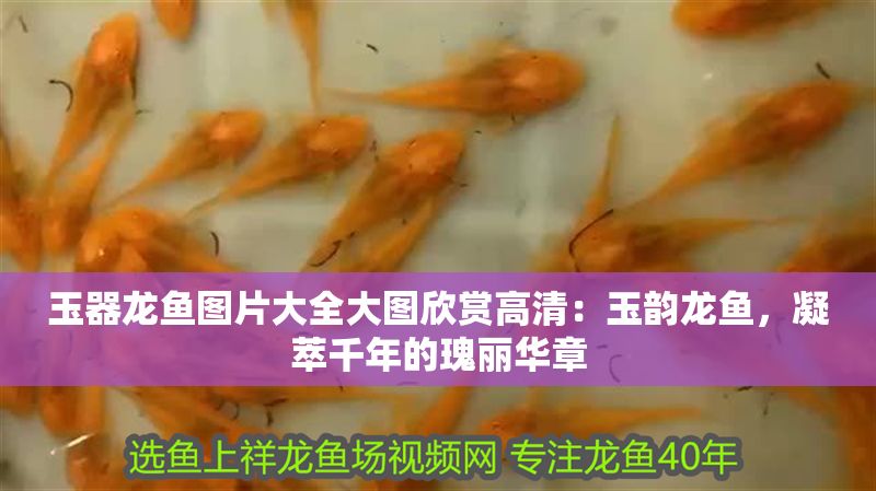 玉器龍魚圖片大全大圖欣賞高清：玉韻龍魚，凝萃千年的瑰麗華章