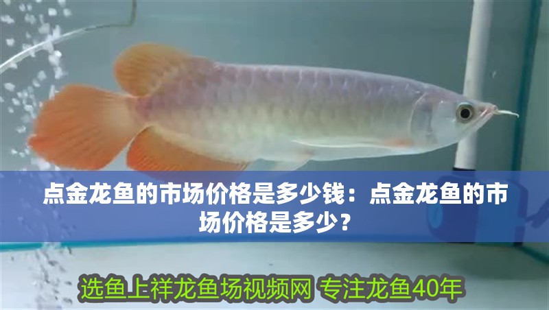 金龍魚水質異常有哪些常見原因？